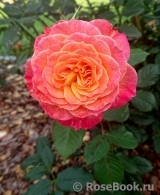 Gartenspass ® Gartenspass ®