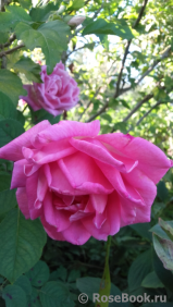 Sylvie Vartan ® Sylvie Vartan ®