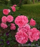 Rosarium Uetersen Rosarium Uetersen