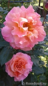 Augusta Luise Augusta Luise