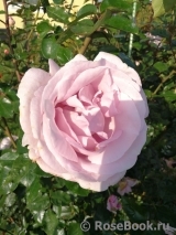 La Rose du Petit Prince La Rose du Petit Prince