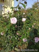 La Rose du Petit Prince La Rose du Petit Prince