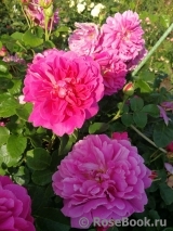 Princess Anne Princess Anne