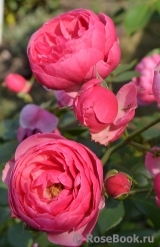 Pomponella Pomponella