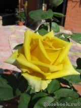 Mohana ® Mohana ®