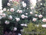 Crocus Rose® Crocus Rose®
