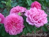 Princess Anne Princess Anne