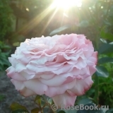 Kordes' Rosenfaszination ® Kordes' Rosenfaszination ®