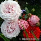 Kordes' Rosenfaszination ® Kordes' Rosenfaszination ®