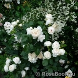 Herzogin Christiana ® Herzogin Christiana ®