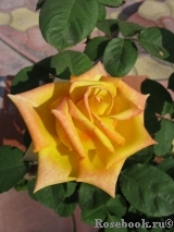 Mohana ® Mohana ®