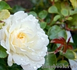 Aspirin Rose Aspirin Rose