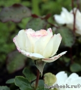 Aspirin Rose Aspirin Rose