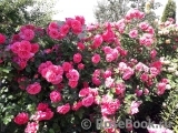 Rosarium Uetersen Rosarium Uetersen