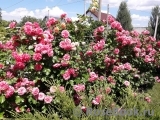 Rosarium Uetersen Rosarium Uetersen