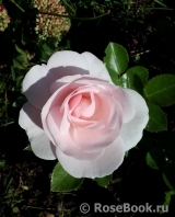 Aspirin Rose Aspirin Rose