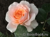 Garden of Roses Garden of Roses