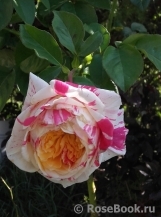 Vanille Fraise ® Vanille Fraise ®