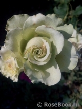 Lovely Green ® Lovely Green ®