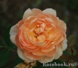 Lady of Shalott Lady of Shalott