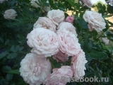 Kordes' Rosenfaszination ® Kordes' Rosenfaszination ®