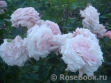 Kordes' Rosenfaszination ® Kordes' Rosenfaszination ®