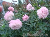 Kordes' Rosenfaszination ® Kordes' Rosenfaszination ®