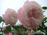 Kordes' Rosenfaszination ® Kordes' Rosenfaszination ®