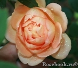 Lady of Shalott Lady of Shalott