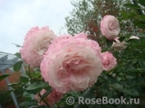 Kordes' Rosenfaszination ® Kordes' Rosenfaszination ®