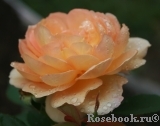 Lady of Shalott Lady of Shalott