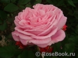 Rosengräfin Marie Henriette Rosengräfin Marie Henriette