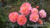 Augusta Luise Augusta Luise