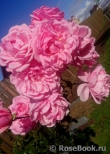 Home & Garden Home & Garden