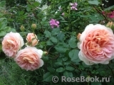 Abraham Darby Abraham Darby