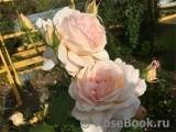 Chandos Beauty Chandos Beauty
