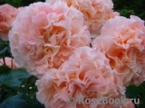 Augusta Luise Augusta Luise