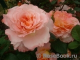 Augusta Luise Augusta Luise