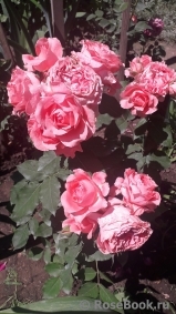 Rose Corona Rose Corona