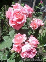 Rose Corona Rose Corona