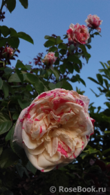 Vanille Fraise ® Vanille Fraise ®