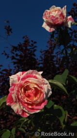 Vanille Fraise ® Vanille Fraise ®
