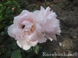 Generous Gardener, The Generous Gardener, The