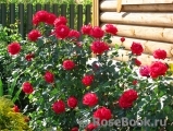 Dame de Coeur Dame de Coeur