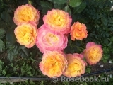 Gartenspass ® Gartenspass ®