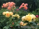Westerland Westerland