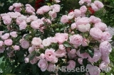 Hans Gonewein Rose Hans Gonewein Rose