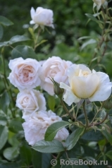 Pride and Prejudice Pride and Prejudice
