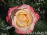 Belle Perle Belle Perle