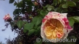 Vanille Fraise ® Vanille Fraise ®